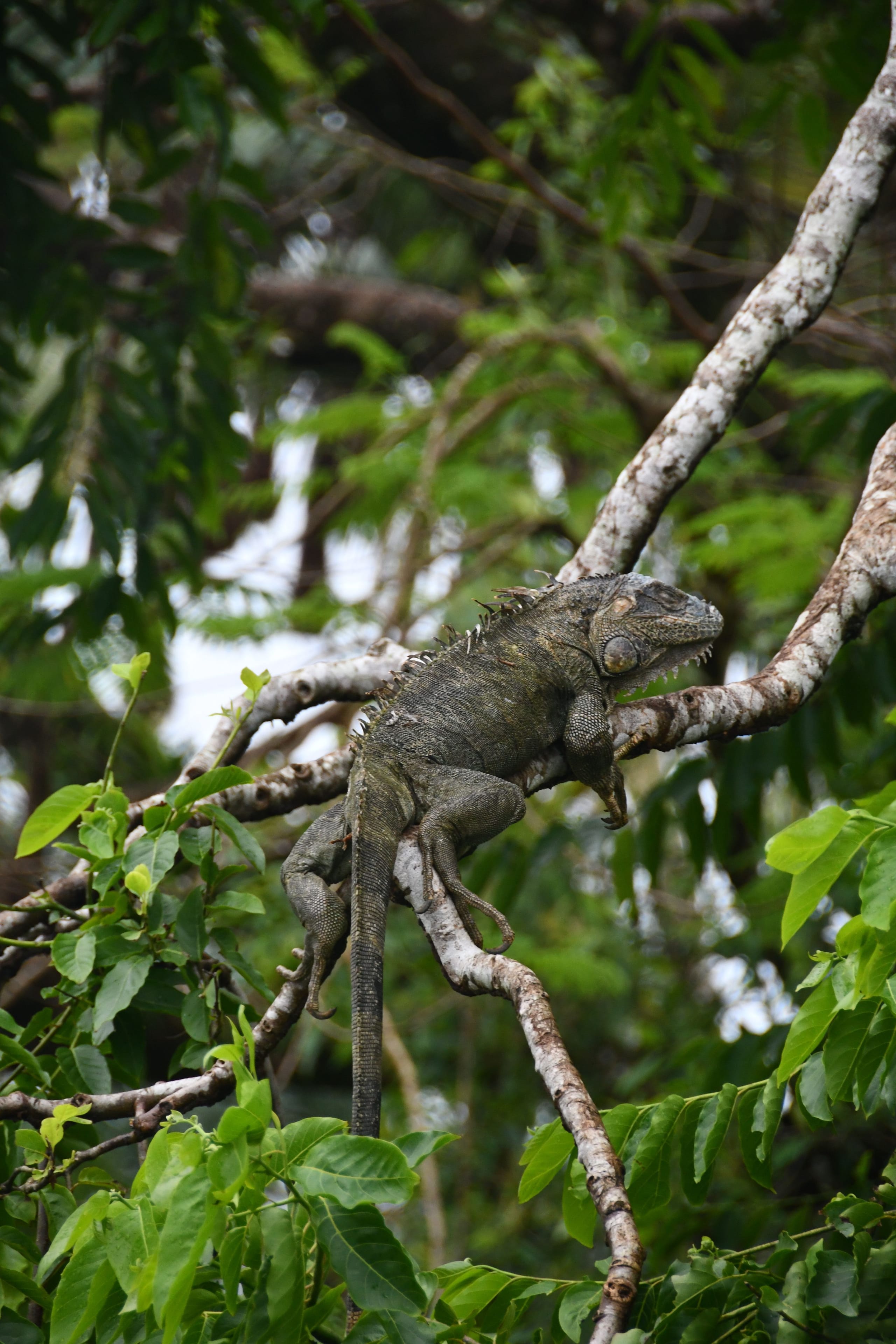 Iguana en la vegetación del Pacífico de Costa Rica